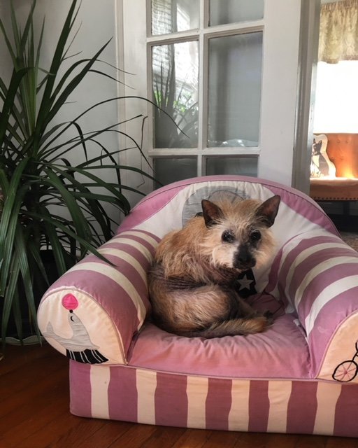 Illustration de l'article : Un chien en triste état leur coupe la route. Ils décident de lui venir en aide